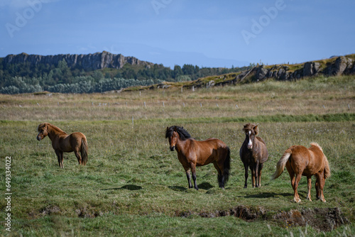 herd of horses in a grassy field