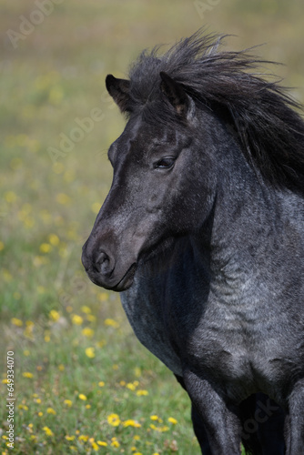 Closeup of Icelandic Pony (ID: 649334070)