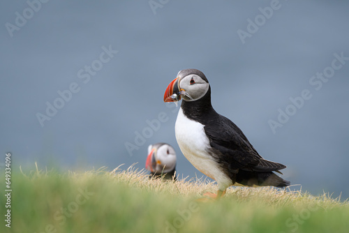 atlantic puffin or common puffin with eels in beak