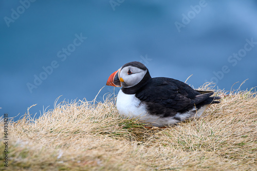 atlantic puffin or common puffin (ID: 649334218)