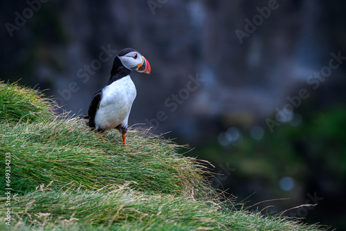 atlantic puffin or common puffin (ID: 649334233)