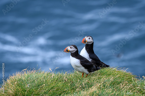 atlantic puffin or common puffins (ID: 649334258)