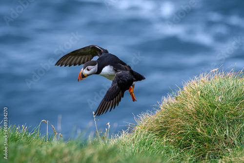 atlantic puffin or common puffin flying (ID: 649334270)