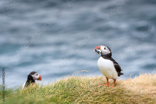 atlantic puffin or common puffin with fish in beak