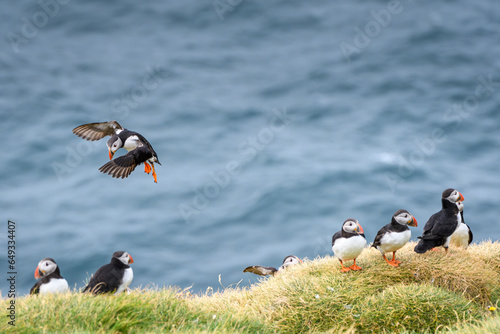 Puffin landing with a group of puffins (ID: 649334407)