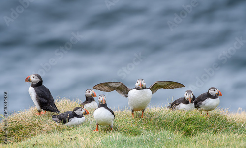 group of puffins on a grassy cliff above the ocean (ID: 649334436)