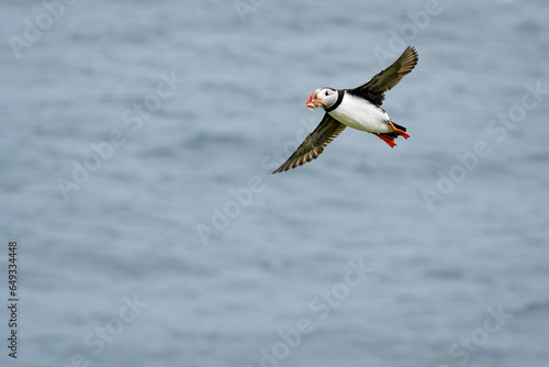 puffin flying over the ocean with food in beak (ID: 649334448)