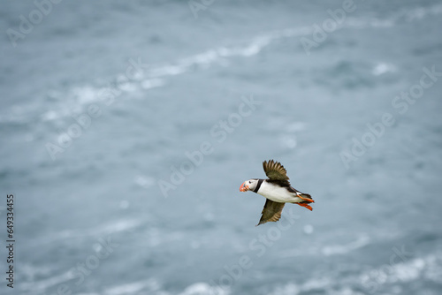 puffin flying over the ocean with food in beak (ID: 649334455)