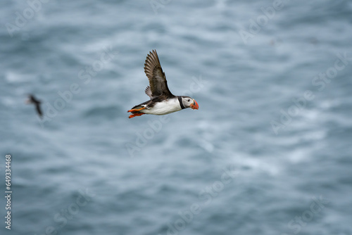 puffin flying over the ocean with food in beak (ID: 649334468)