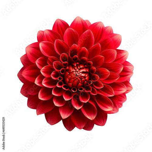 red dahlia isolated on white © Tidarat