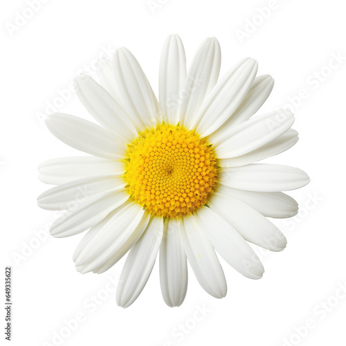 white daisy flower isolated on white