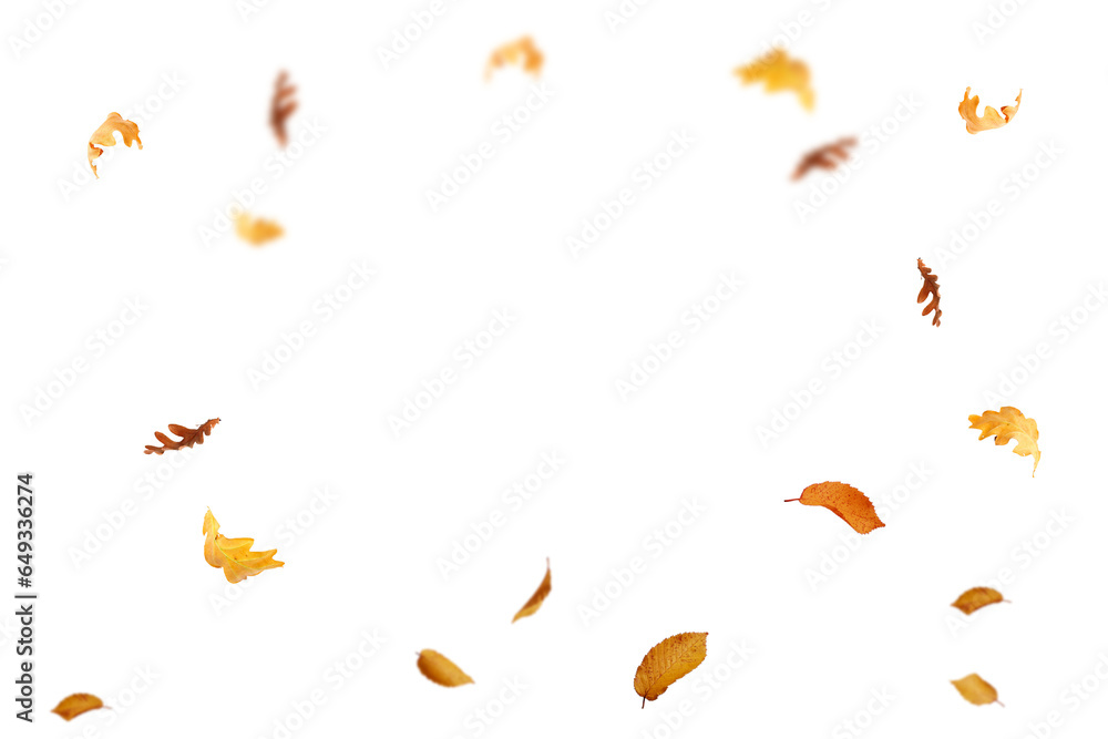  Autumn leaf border. Wave of falling leaves. Leaf fall flying png. Autumn leaves. Leaves in the wind. golden orange brown colour of maple tree leaves in autumn