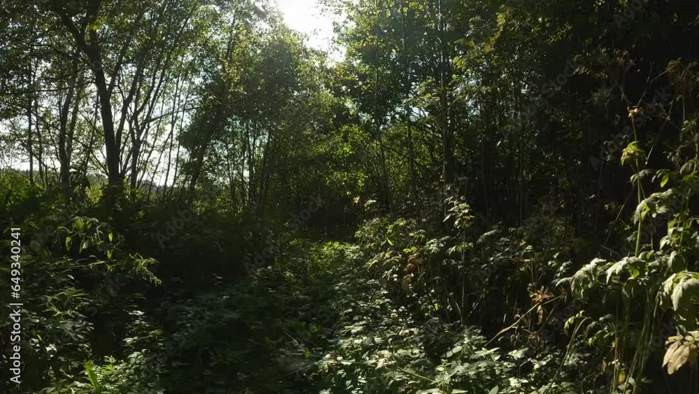 dense fairytale forest, dense green forest in sunny weather, bright fairytale nature dense fairytale forest, dense green forest in sunny weather, bright fairytale nature