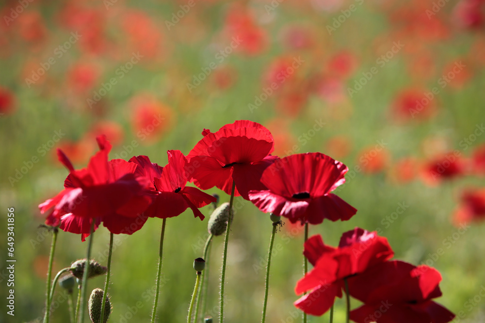 Fototapeta premium Eine Wiese mit Roten Mohn im Frühjahr
