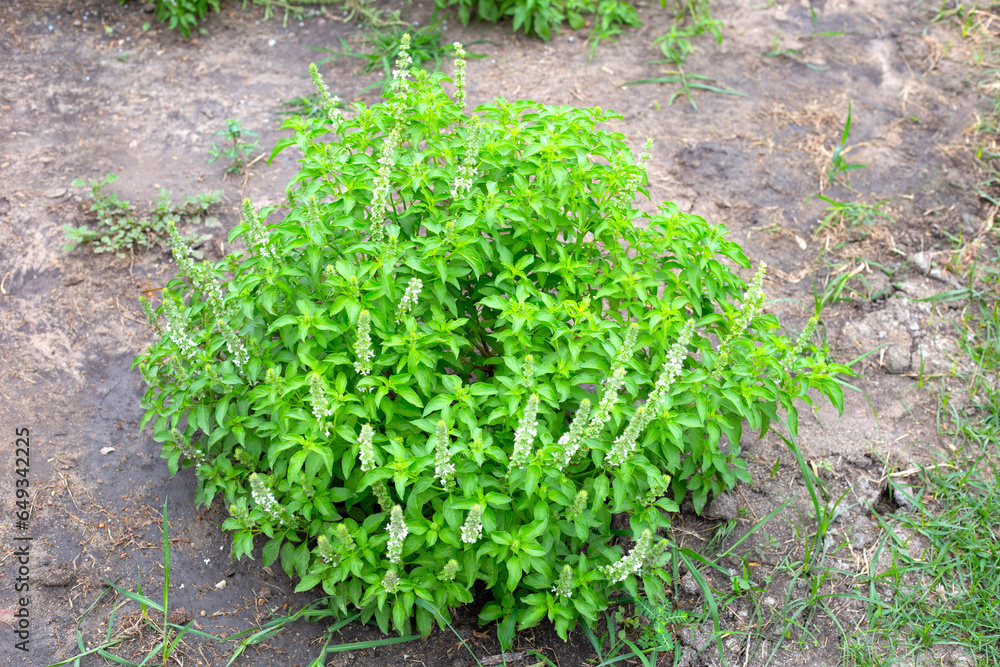 Lemon basil, Hoary basil, Hairy basil Lemon basil, Hoary basil, Hairy basil