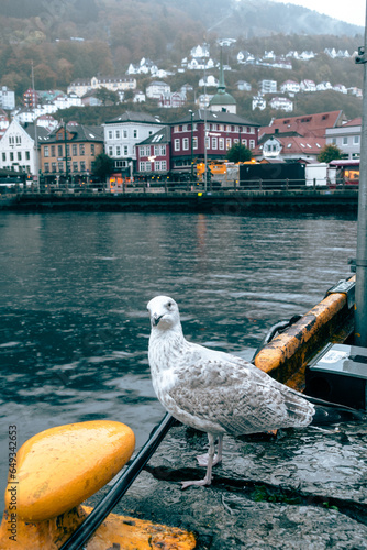 Bergen pigeon