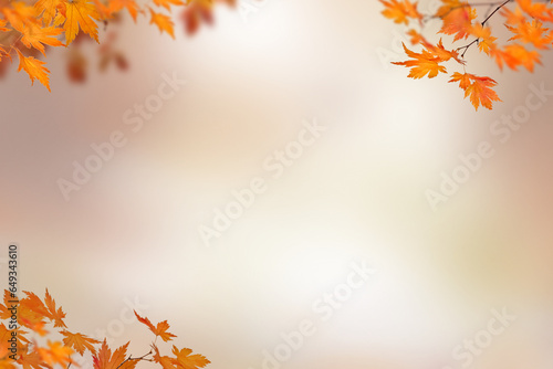 Autumn tree branch on transparent backgrounds  png,  set autumn leaves png, autumn colored with fall leaves frame border,