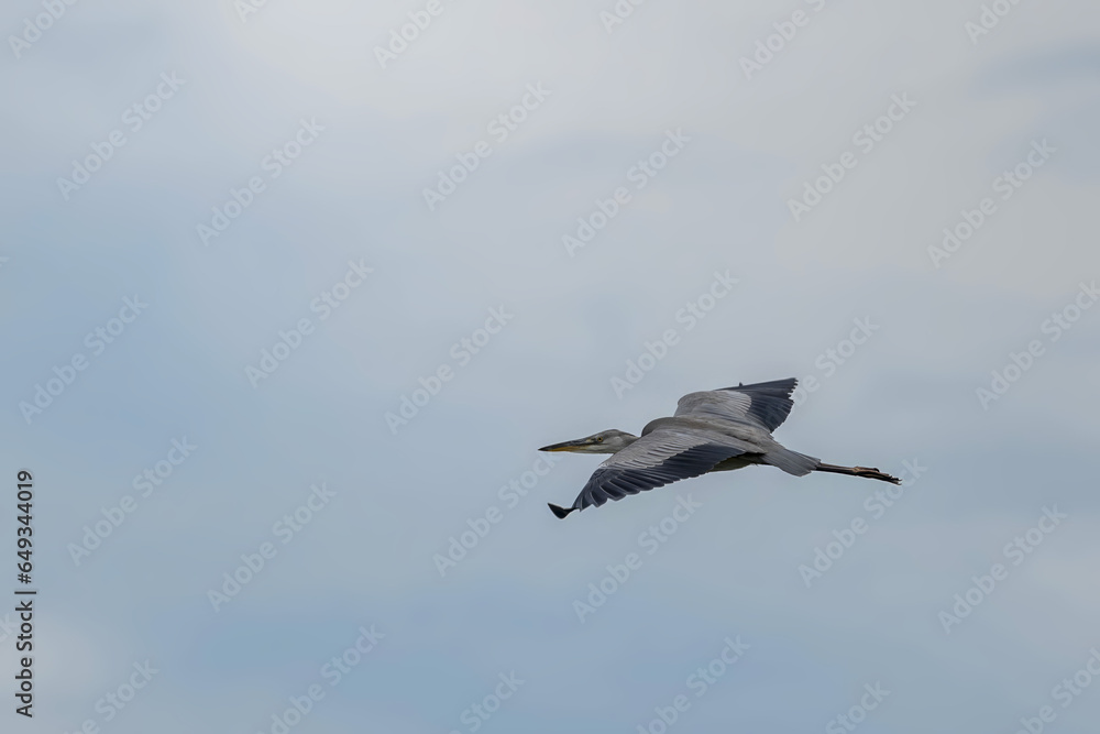 A flying Grey heron (ardea cinerea) with open wings A flying Grey heron (ardea cinerea) with open wings