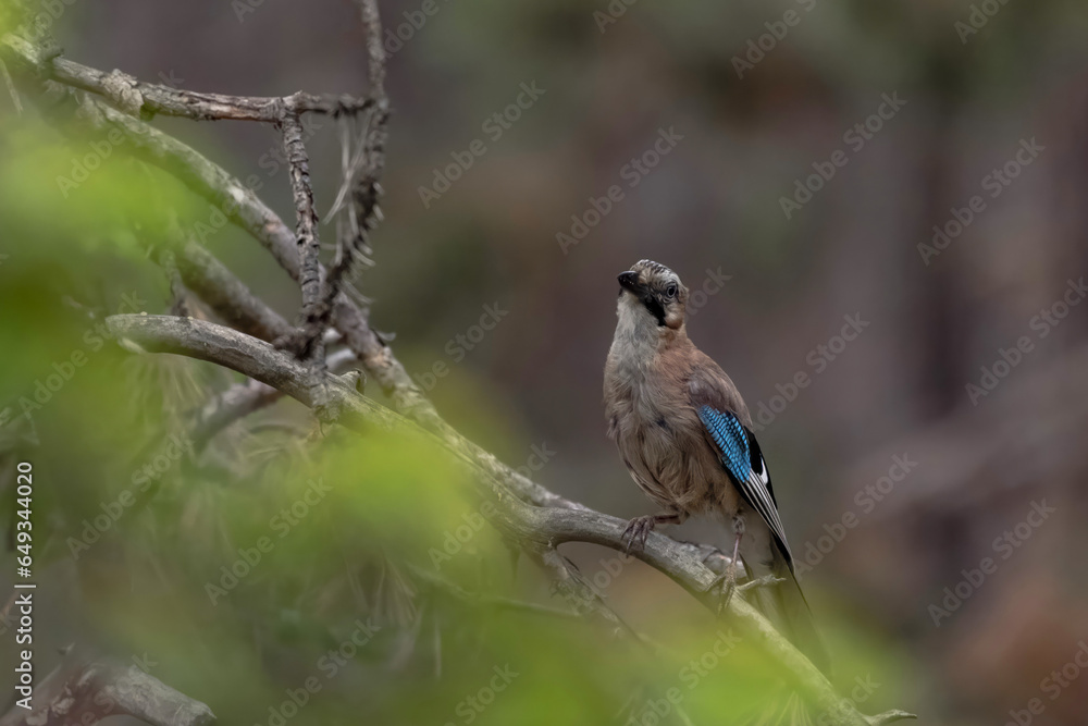 Fototapeta premium Garrulus glandarius aka eurasian jay, beautiful colourful bird in the forest in Bulgaria