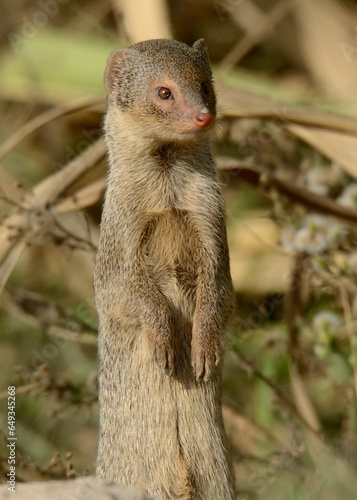 Small India Mongoose (Urva auropunctata)

A common Mongoose found in Pakistan and other countries. An enemy of Snakes. They can be somewhat fearless of humans. photo