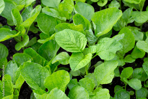 Wallpaper Mural Green amaranth plant in the garden Torontodigital.ca
