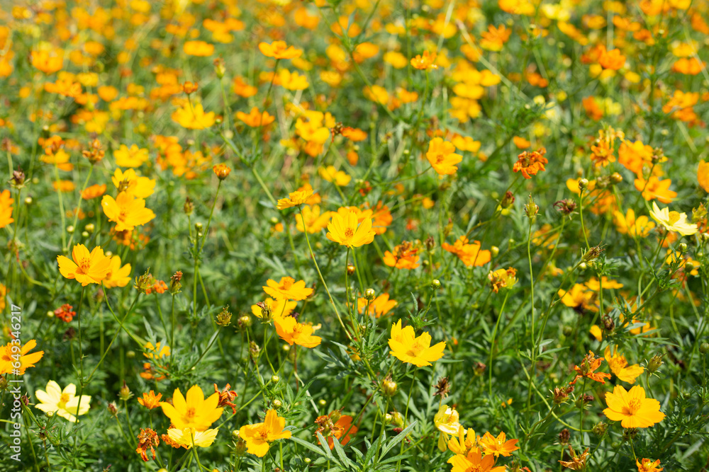 Sulfur cosmos or yellow cosmos flower. Sulfur cosmos or yellow cosmos flower.