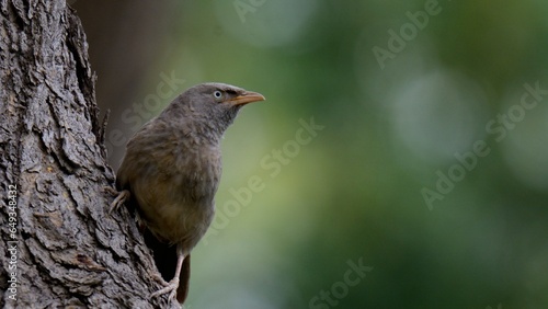 Jungle Babbler (Argya striata)

A large species of Babbler found in the Indian Subcontinent. They are noisy, always arguing. So fun to watch! photo