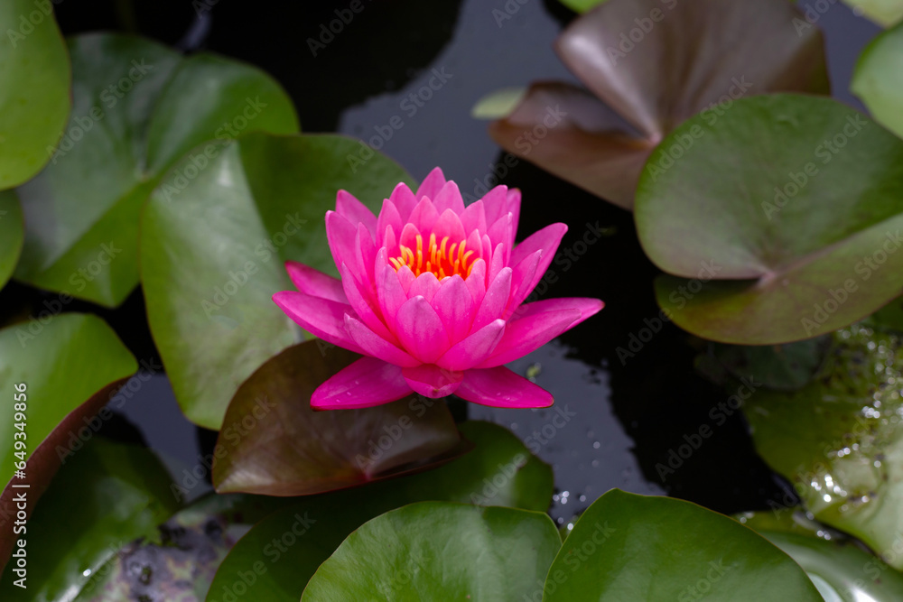 Beautiful pink water lily. Lotus flower with green leaves Beautiful pink water lily. Lotus flower with green leaves