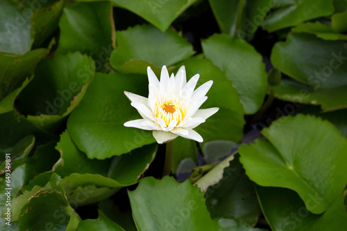 Beautiful water lily. Lotus flower with green leaves