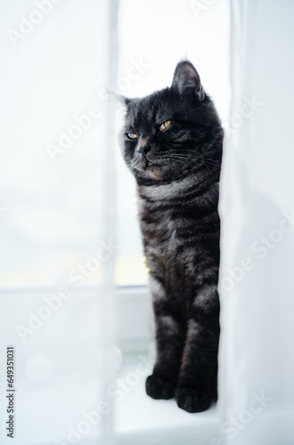 Fototapeta Naklejka Na Ścianę i Meble -  Portrait of adorable black stripped cat