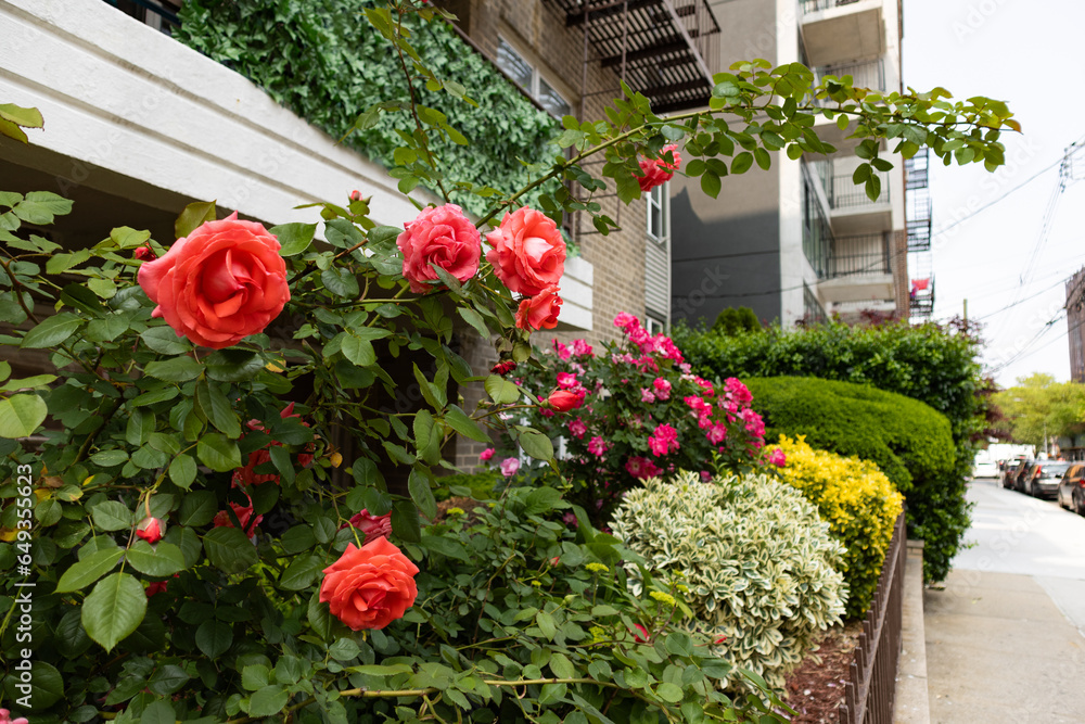 Beautiful Orange and Pink Rose Bushes along a Residential Sidewalk during Spring in Astoria Queens New York