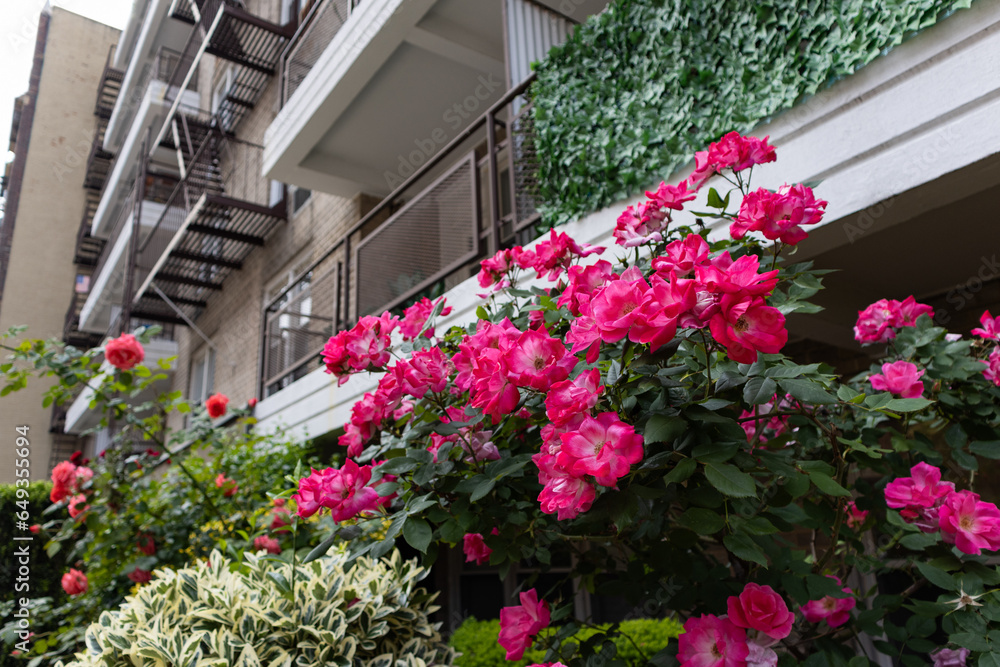 Beautiful Pink Rose Bush in front of Balconies on Apartment Buildings in Astoria Queens New York