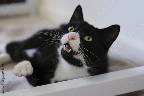 black and white cat with its mouth open and looking upwards showing teeth, yellow eyes