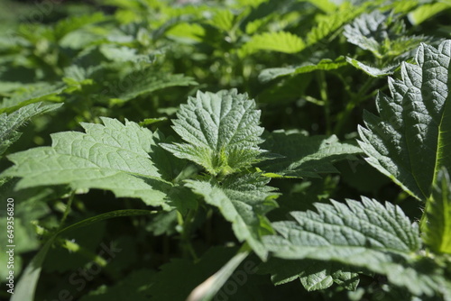 stinging nettles close up in the sunlight