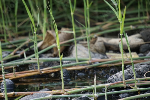 Sporobolus Alterniflorus (Spartina alterniflora, the smooth cordgrass, saltmarsh cordgrass, salt-water cordgrass) in river