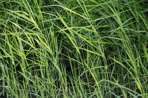 Sporobolus Alterniflorus (Spartina alterniflora, the smooth cordgrass, saltmarsh cordgrass, salt-water cordgrass) in river photo
