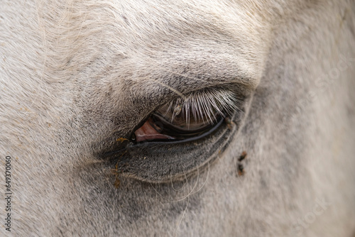 Close-up of the eye of a white horse with flies perched around and on the eyelashes. Horse with flies around the eye in summer