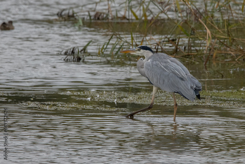 Grey Heron looking for food.