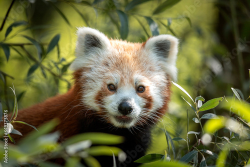 Ailurus fulgens ( panda roux) photo