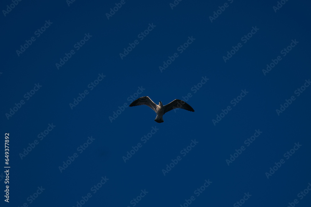 seagull with blue sky as background seagull with blue sky as background