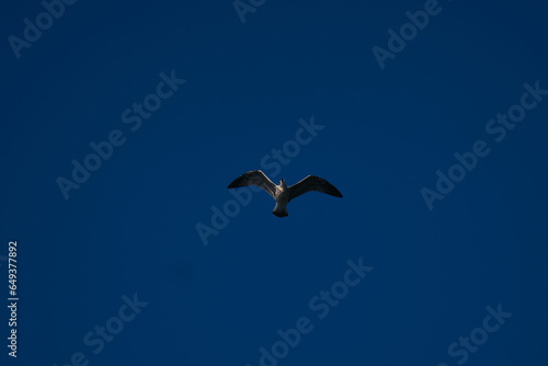 seagull with blue sky as background