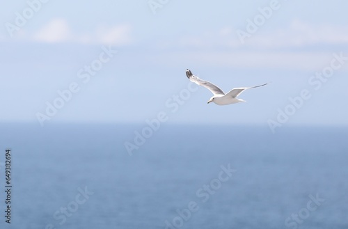 Seagull Flying Off the Coast of Alaska