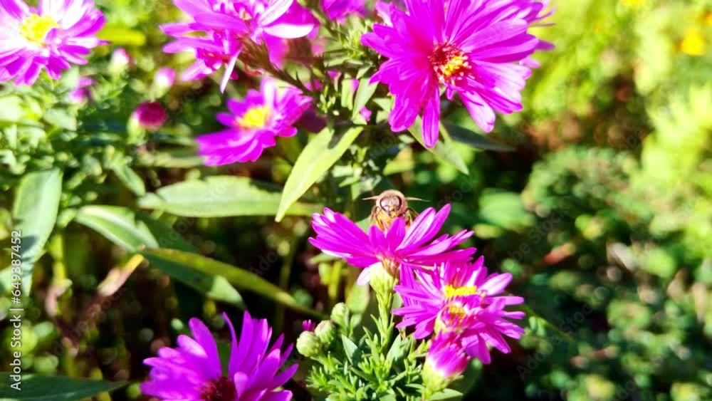 fleissige Biene sammelt Nektar an Blüten, Insekt, Bienen, Bestäubung, fliegen, Zeitlupe, 4K, lila, pink, violett fleissige Biene sammelt Nektar an Blüten, Insekt, Bienen, Bestäubung, fliegen, Zeitlupe, 4K, lila, pink, violett