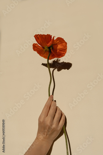 Female hand holds delicate red poppy flower stem on neutral tan beige background with hard sunlight shadows. Aesthetic close up view floral composition