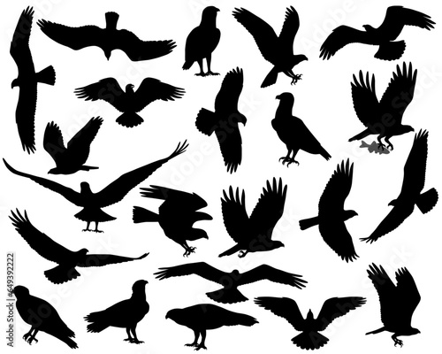 Collection of silhouettes of osprey or fish hawk birds