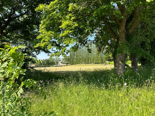 Landscape view, between old trees, with a mown field, wild plants, and distant houses on, Moor Top, Dewsbury, UK photo