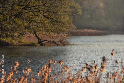 Lake in spring photo