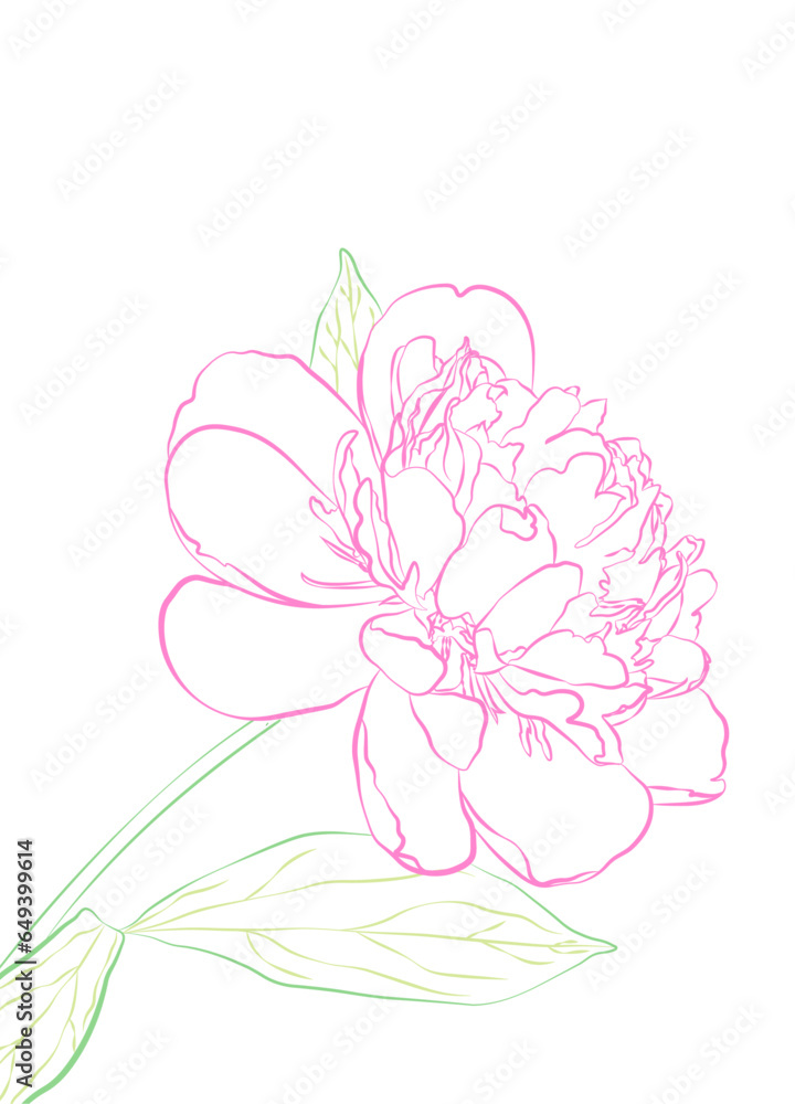 Peonies line art vector illustration isolated on white. Flower color ink sketch. Hand drawn design