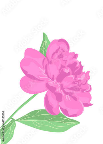 Peonies art vector illustration isolated on white. Flower colorful  sketch. Hand drawn design