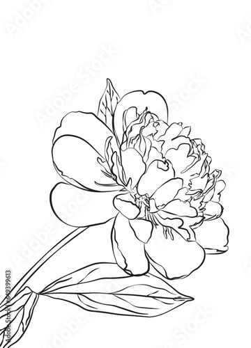 Peonies line art vector illustration isolated on white. Flower black ink sketch. Hand drawn design